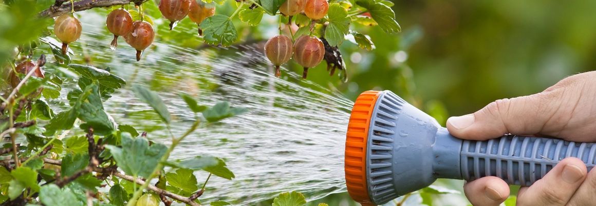 Stachelbeerstrauch wird bewässert mit Gartenschlauch